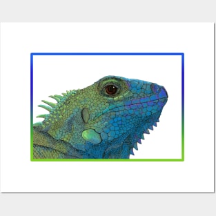 Blue-green Iguana Posters and Art